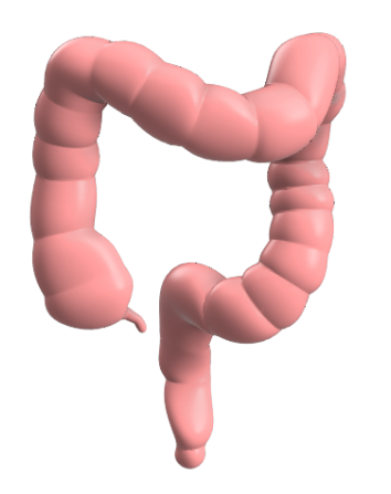 Simulador de Colonoscopia - Colonosim