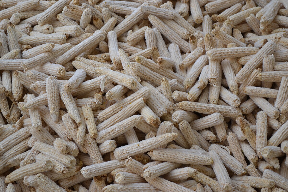 Producción de bioetanol mediante bacal de maíz