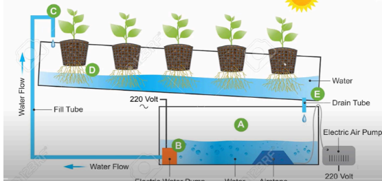 Cultivo hidropónico