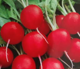 El uso del Rábano como Bioindicador de la contaminación del Agua de Cenotes