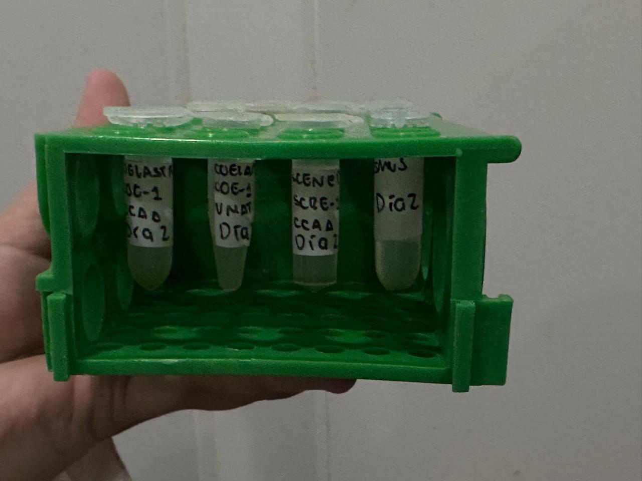 Producción de Hidrógeno de Scenedesmus y Coelastrum