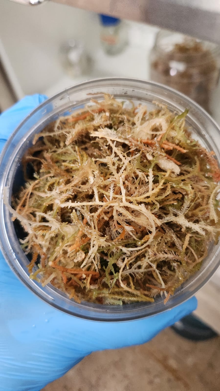 Extracción y Caracterización de Alginato de Sargassum natans para Aplicaciones Biomédicas