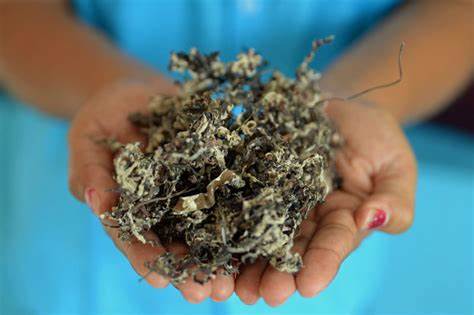 ALGINATO DE SARGAZO COMO  MATERIAL PARA ELABORACIÓN  DE CÁPSULAS LIBERADORAS DE  FÁMACOS