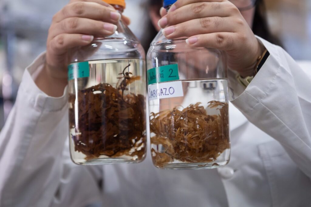 Análisis de viabilidad del uso de sargazo como fuente de energía alterna por medio de la producción de biogás