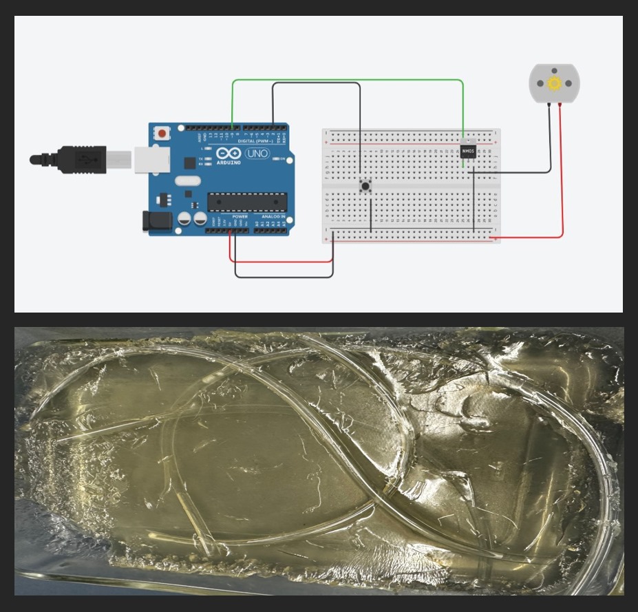 Simulador de Sistema Vascular Con bomba peristáltica para Entrenamiento Médico.